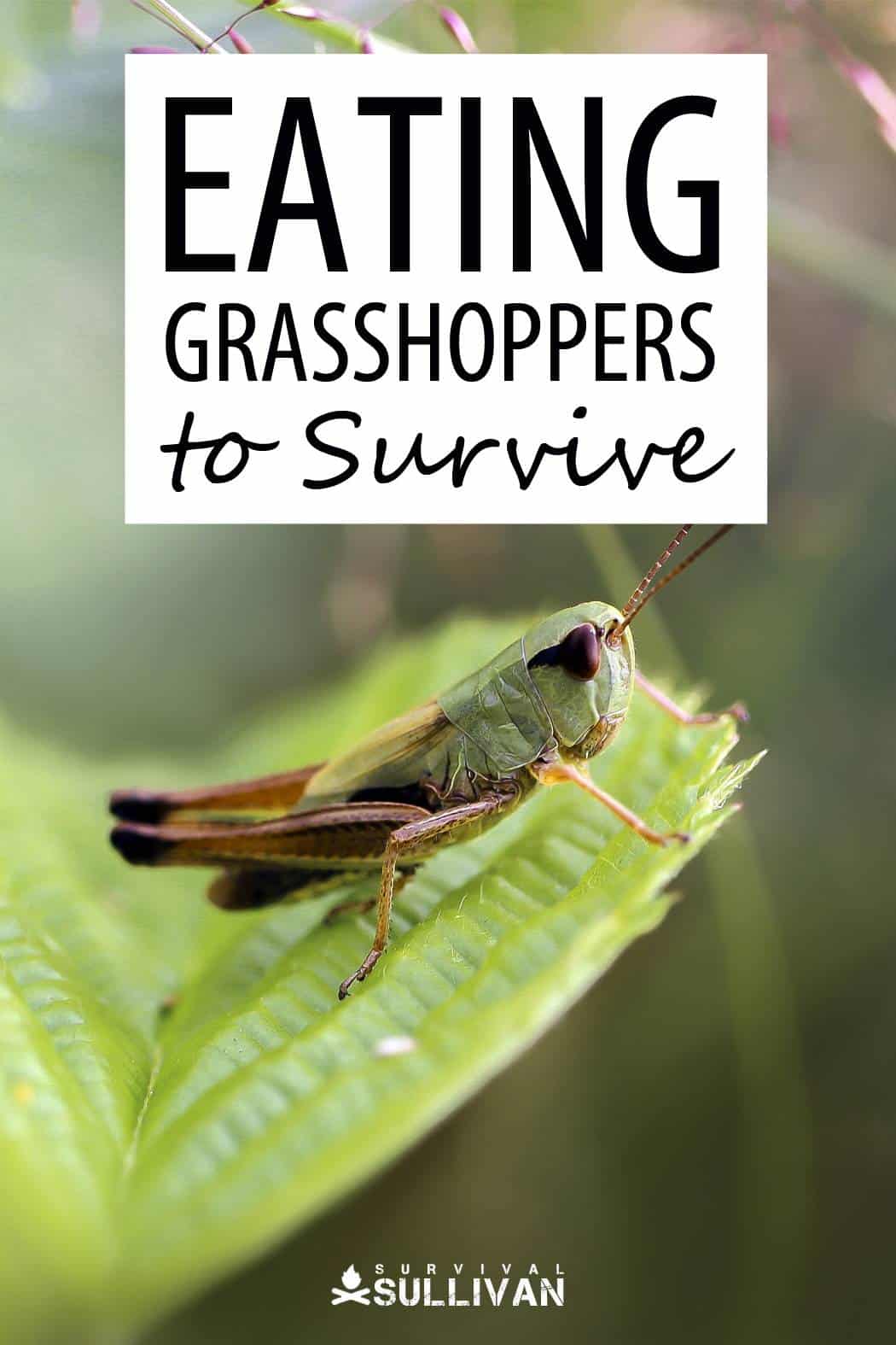 grasshoppers food pinterest