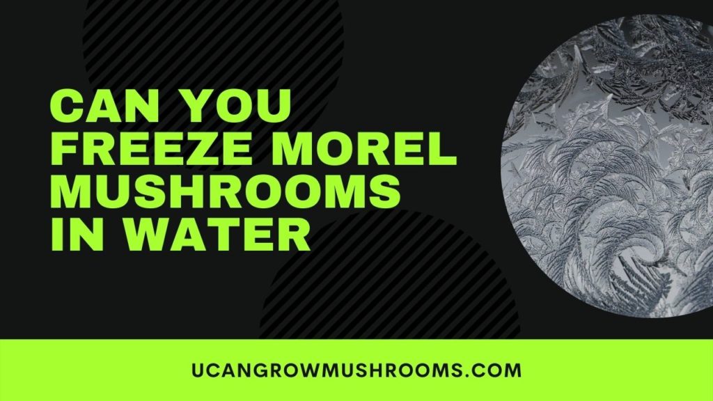freezing morel mushrooms