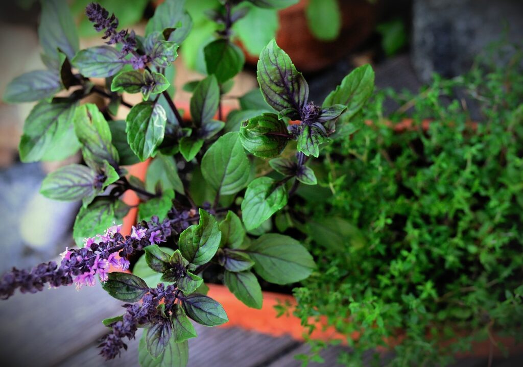 What Are Some Tips For Growing A Successful Herb Garden?