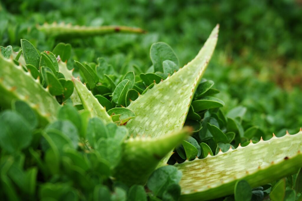 How Do I Choose The Right Type Of Ground Cover?