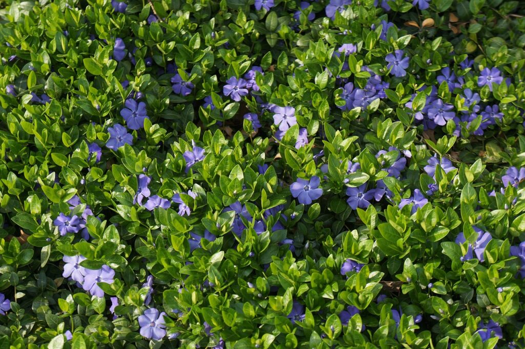 How Do I Choose The Right Type Of Ground Cover?