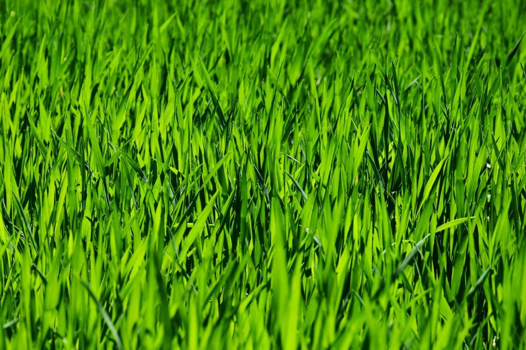 What Is The Role Of Aeration In Lawn Care?